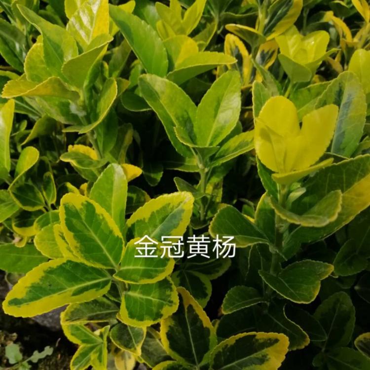 金冠黄杨培育基地   山东金冠黄杨种植  金冠黄杨出售