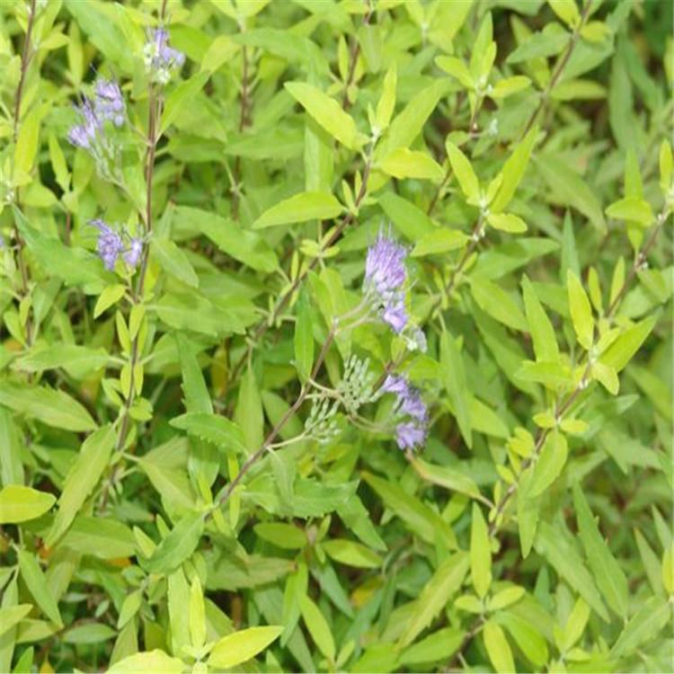金叶莸价格 金叶莸种植基地 山东金叶莸批发价格 江瑞