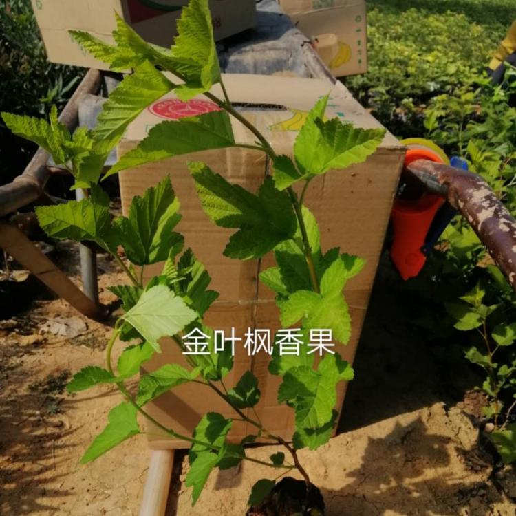 大量出售金叶枫香果  质优价廉  华德花卉等你来