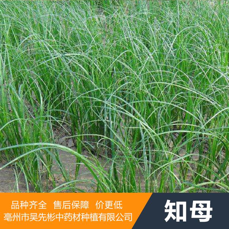 知母苗基地 知母苗批发厂家