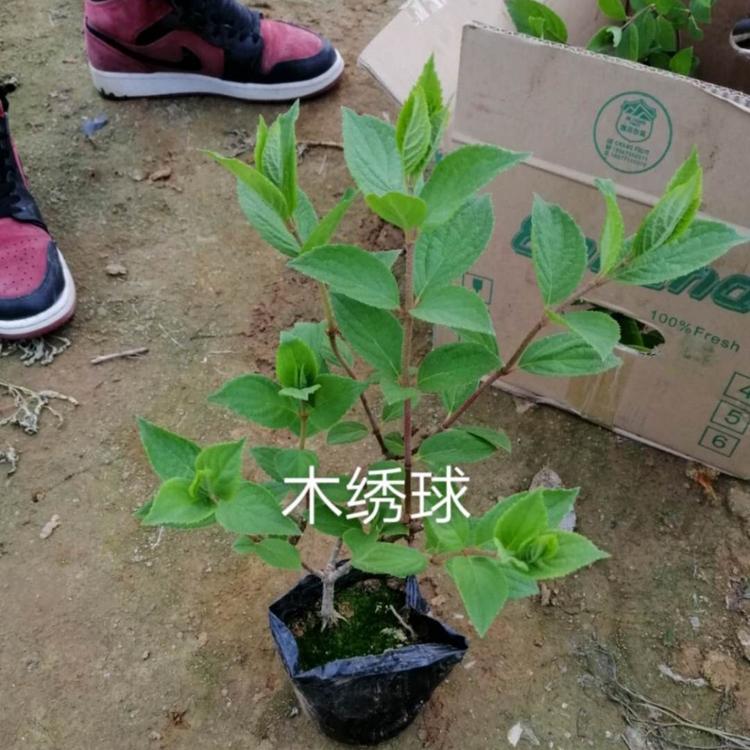 木绣球批发价格   木绣球出售   木绣球批发价格