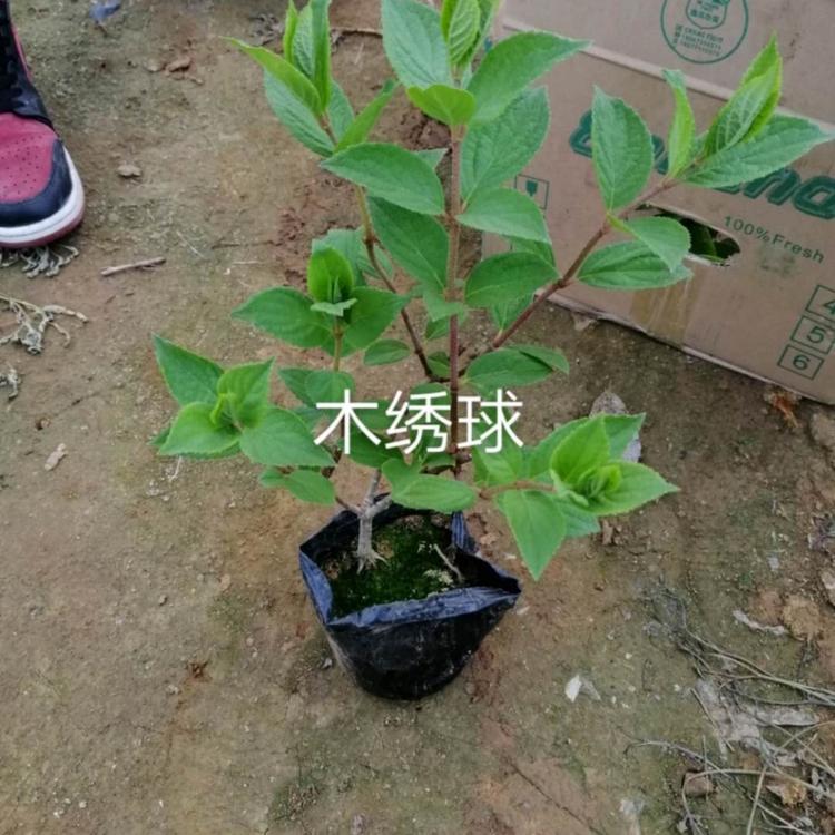 华德木绣球  质优价廉  欢迎来电咨询