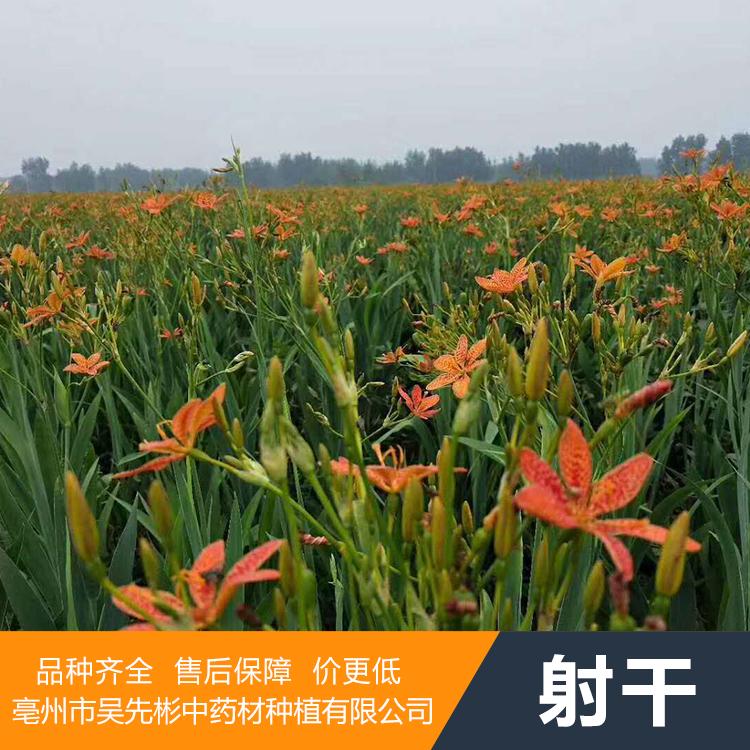 吴先彬直销射干种子