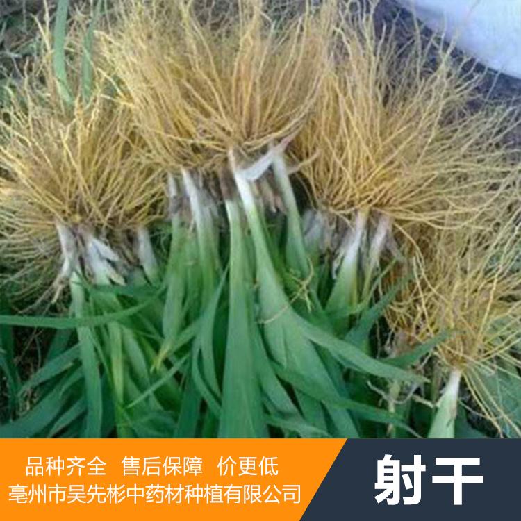 射干种子 射干种子批发 基地直发 量大从优