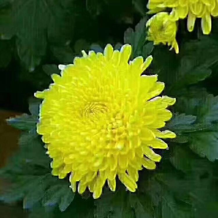 亳州供应菊花苗 - 吴先彬中药材专业合作社