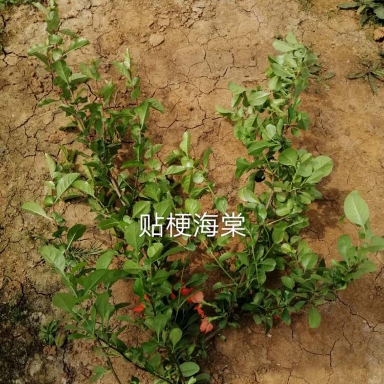 贴梗海棠报价   山东贴梗海棠供应商   贴梗海棠种植基地