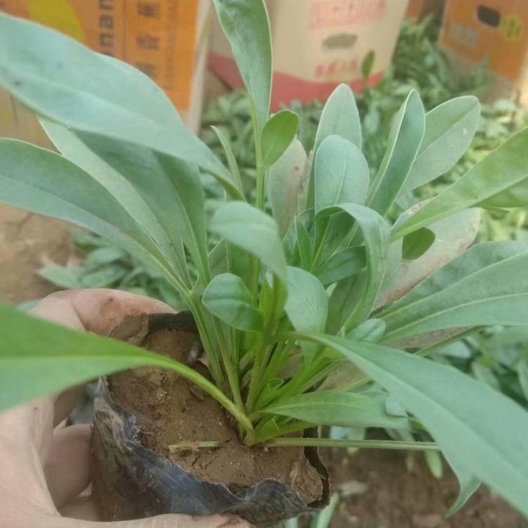 金鸡菊金鸡菊基地价格大量有货