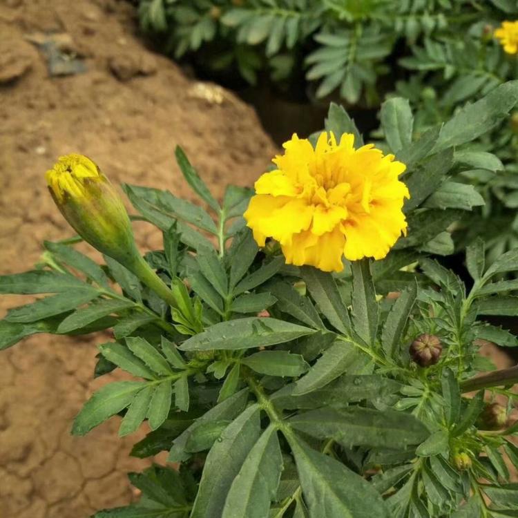 孔雀草小苗价格
