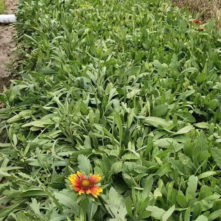常年供应天人菊基地种植 量大优惠 长势喜人 自产自销