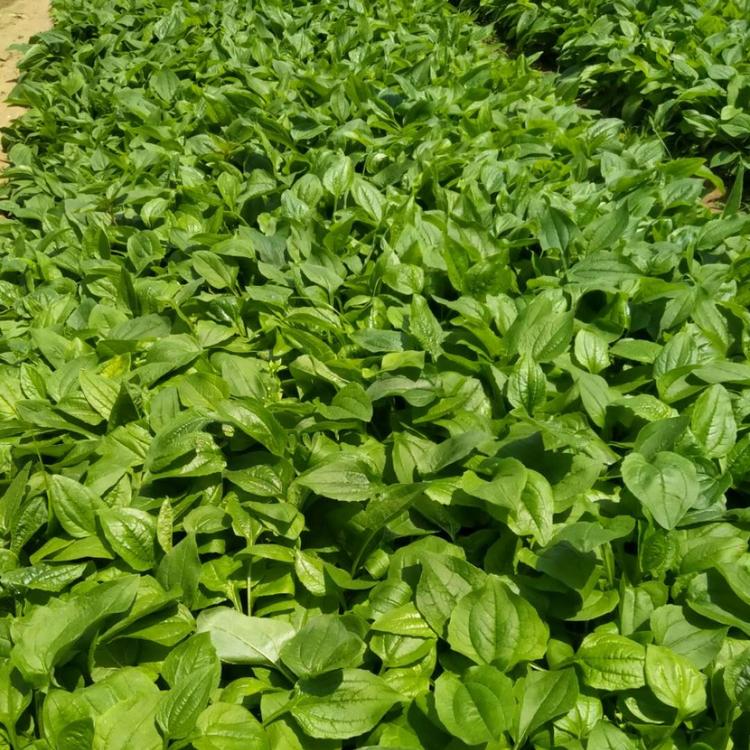 欢迎选购松果菊  松果菊批发  大量现货出售