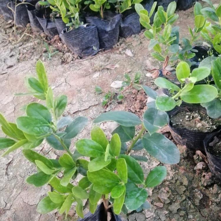 无刺枸骨种植基地   山东无刺枸骨出售  无刺枸骨培育
