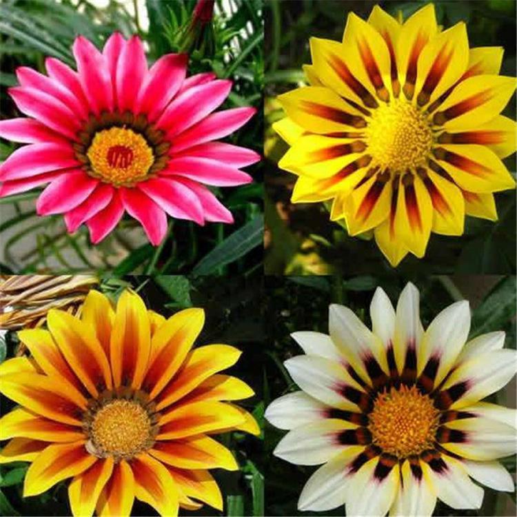 勋章菊种子批发 四季花种子 阳台庭院盆栽花种籽易活