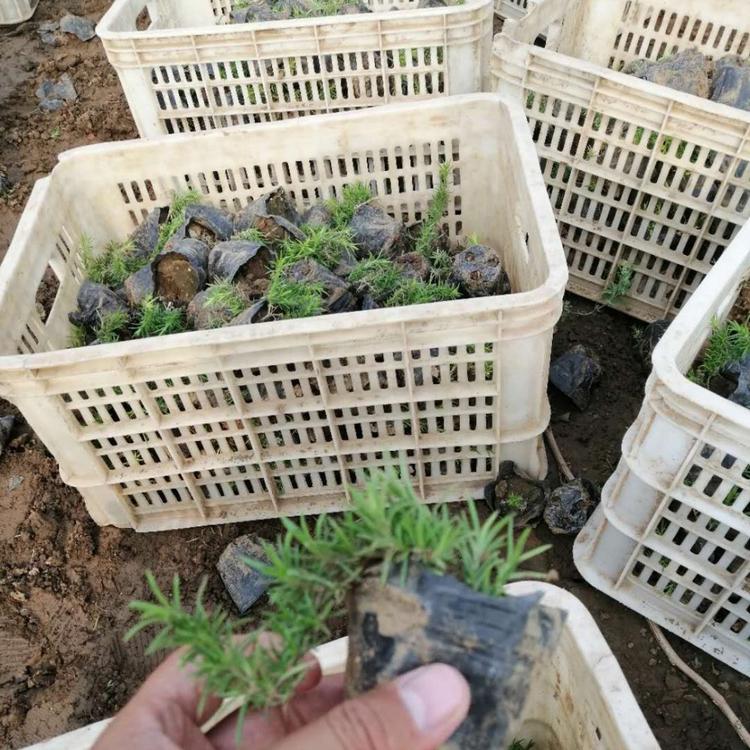山东丛生福禄考 福禄考种植培育基地  价格优惠  电话订购