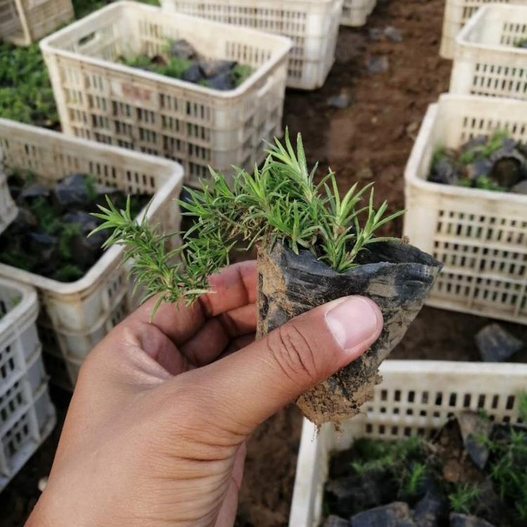 丛生福禄考 地被绿化观赏植物 青州花卉苗木基地供应