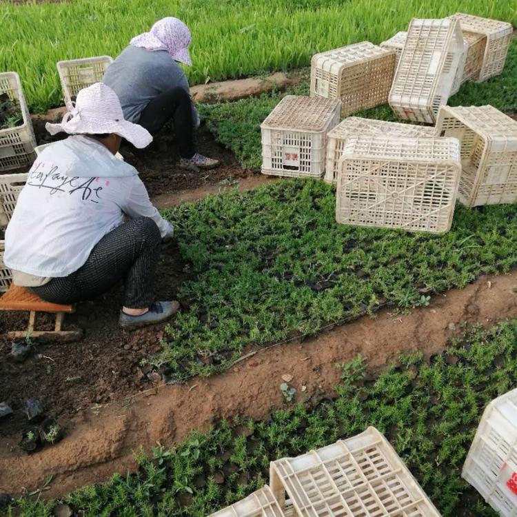 东田花卉 丛生福禄考报价 量大价优