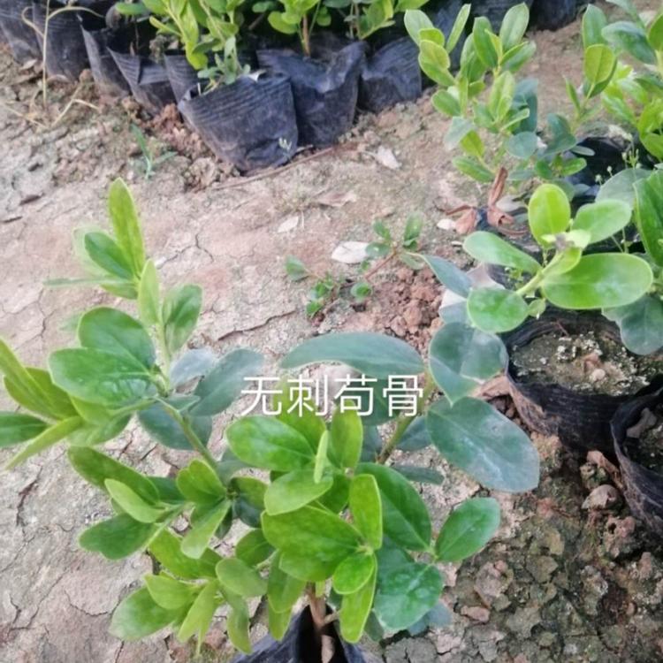 无刺枸骨种植基地  山东无刺枸骨价格   山东无刺枸骨培育
