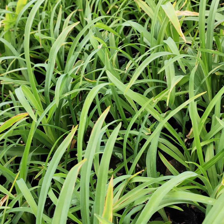 基地供应 大花萱草 顺菊大花萱草批发