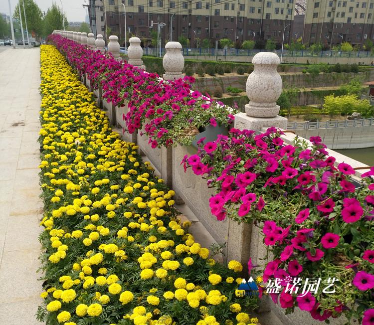 垂直绿化 鞍式护栏花盆 组合式塑料花盆厂家 公司企业 厂家价格