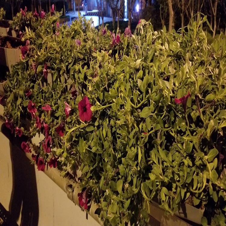 桥体绿化 栏杆隔离绿化花盆 护栏花盆 产地优惠 价格直销