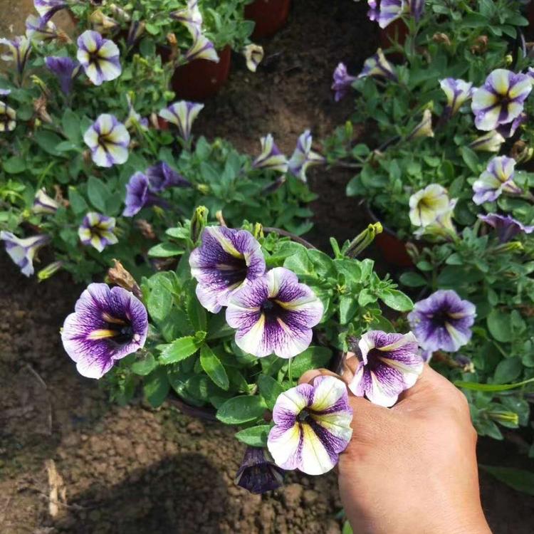 五彩牵牛 五彩矮牵牛种植基地  五彩牵牛小苗 青州五彩牵牛批发
