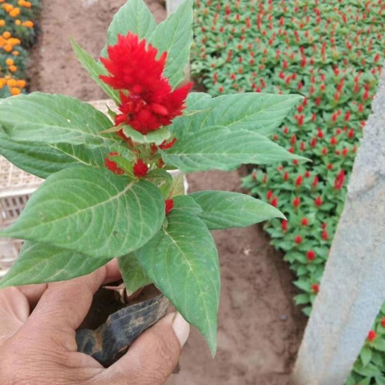 世纪红 一支笔 鸡冠花   草花鸡冠花批发 世纪红种植基地 一支笔小苗
