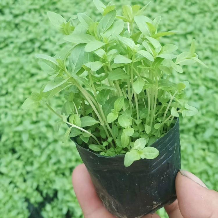 千屈菜  青州千屈菜种植基地 水生植物千屈菜小苗  千屈菜小苗