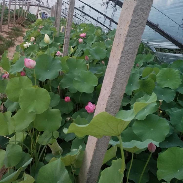青州荷花培育 荷花种植基地 基地供应荷花苗