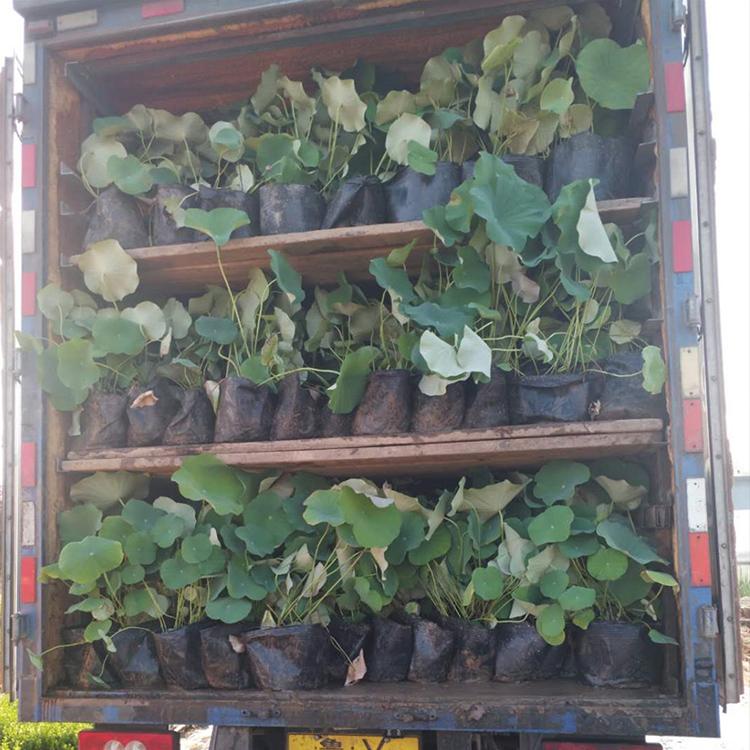 品质好的荷花 青州荷花培育 荷花批发价格