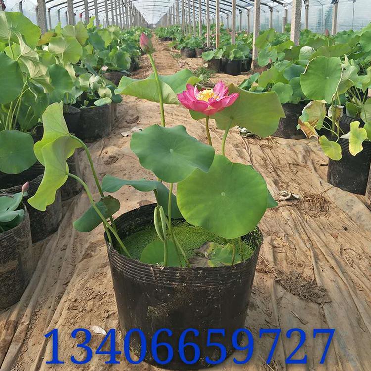 荷花 山东水生植物基地 现货供应 荷花供应商