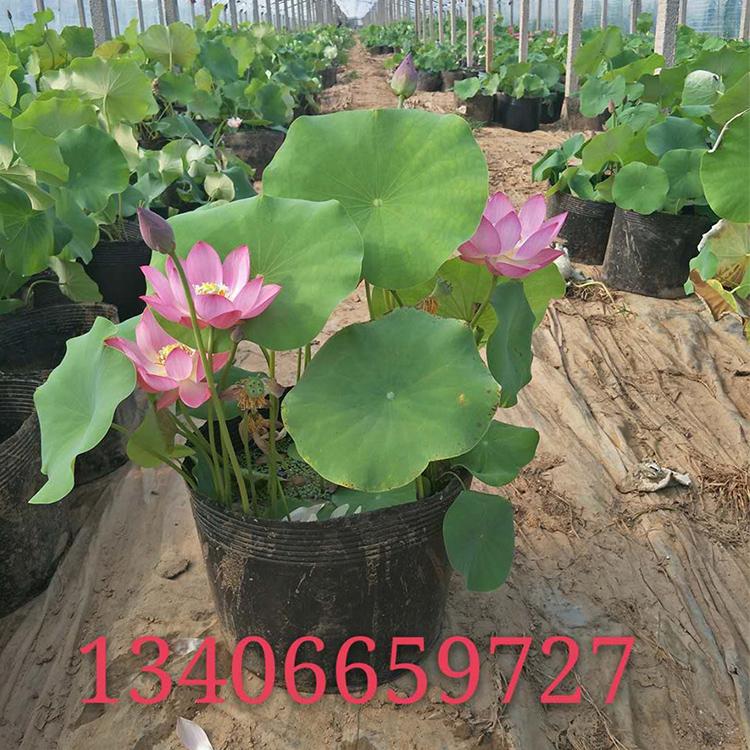 荷花苗价格 花色漂亮 盆栽莲花 青州荷花培育
