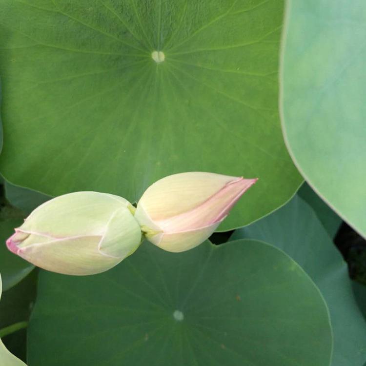 荷花批发价格 基地供应 莲花 青州荷花培育