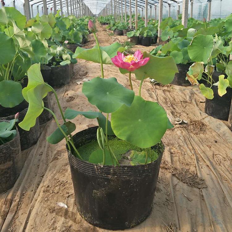 量大优惠 荷花 青州荷花