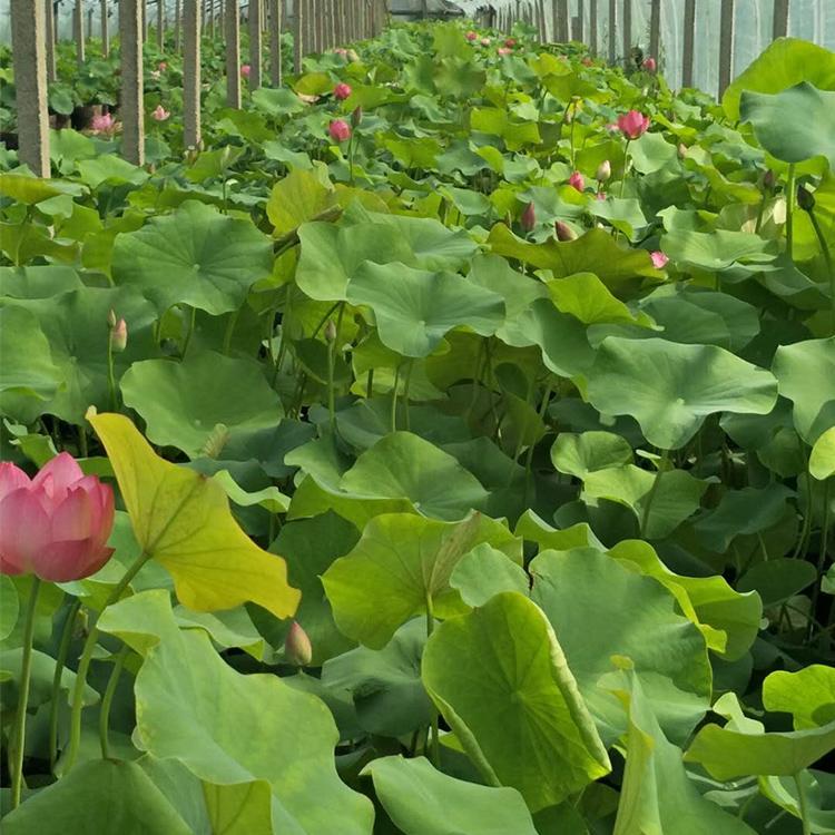 绿化荷花批发 山东绿化荷花 俊红直销