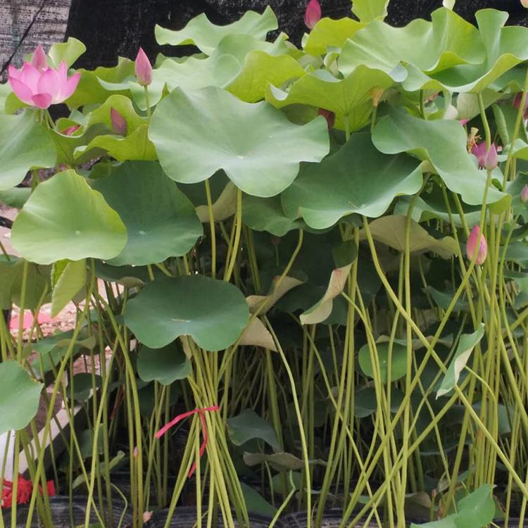 青州绿化荷花 绿化荷花报价 量大优惠