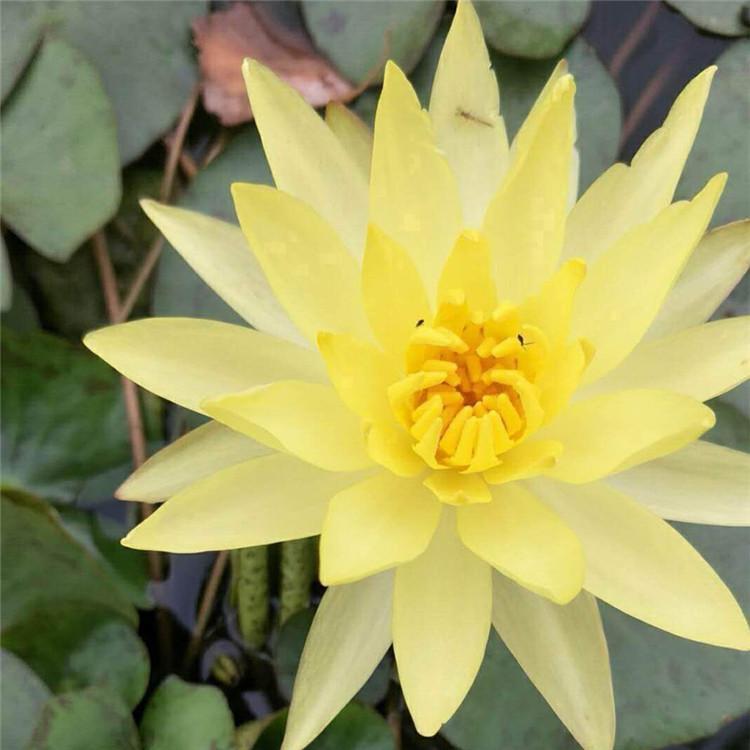 水生植物供应商 俊红基地直销 睡莲 睡莲供应商