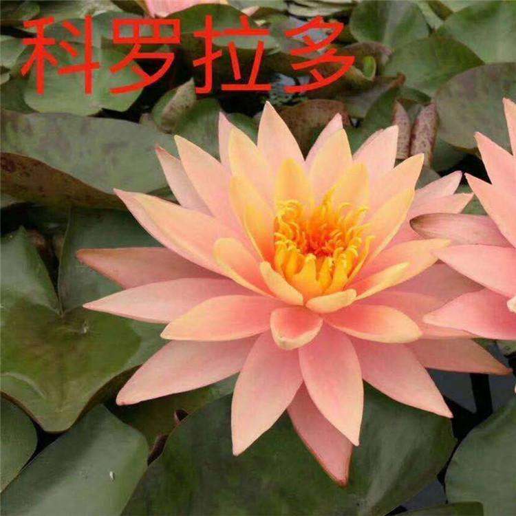 睡莲根块 水生植物种植基地 颜色品种可选 大量供应睡莲