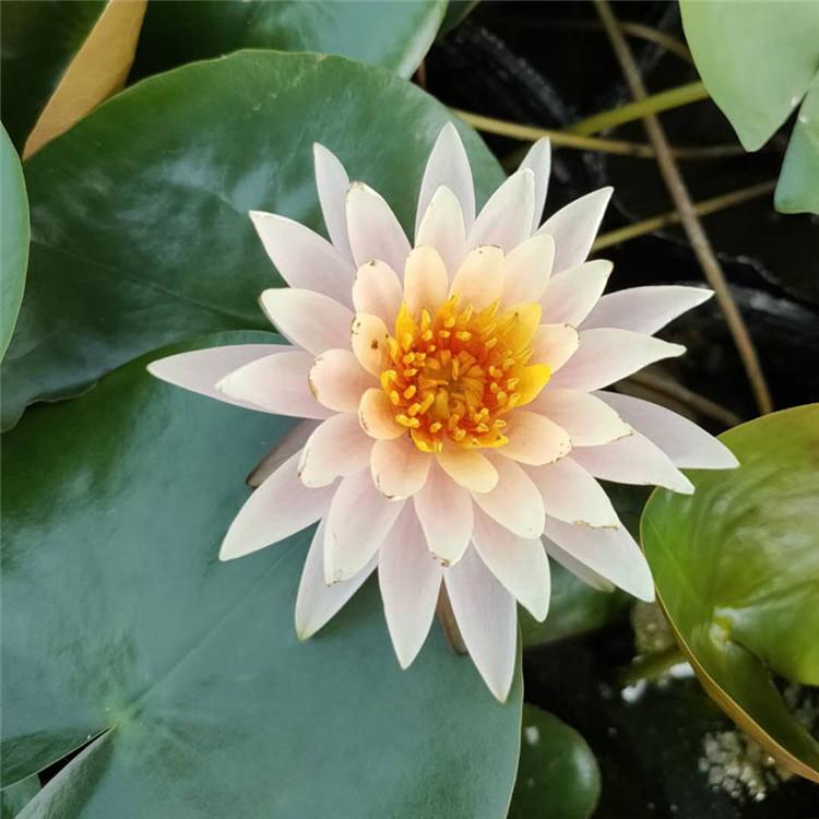 睡莲根块 水生植物供应商 观赏水生花卉 睡莲批发