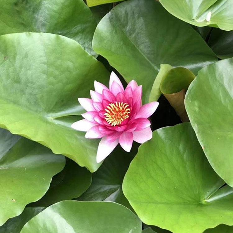 睡莲根块 水生植物种植基地 睡莲批发 颜色可选