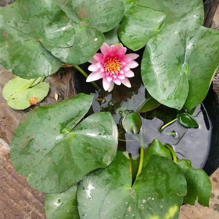 睡莲小苗 山东水生植物基地 睡莲种植基地 颜色可以选择