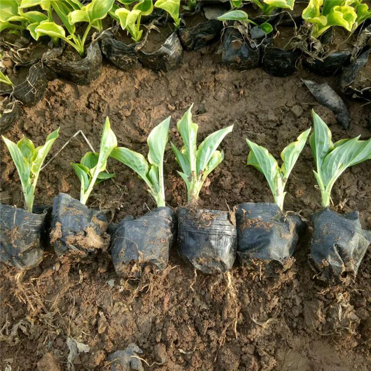 金边玉簪小苗 金边玉簪种植基地   金边玉簪批发报价