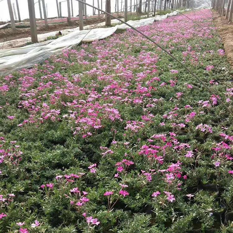 芝樱供应商 青州丛生福禄考苗