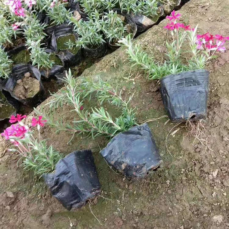 丛生福禄考 丛生福禄考花海 丛生福禄考价格