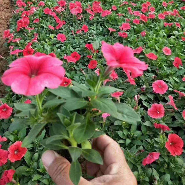 多色牵牛杯苗 青州草花 青州牵牛批发