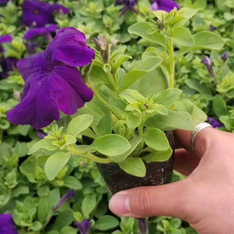 量大优惠 青州牵牛花 牵牛供货商