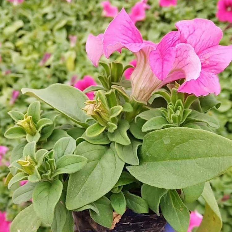 牵牛花供货商 山东草花 山东牵牛花