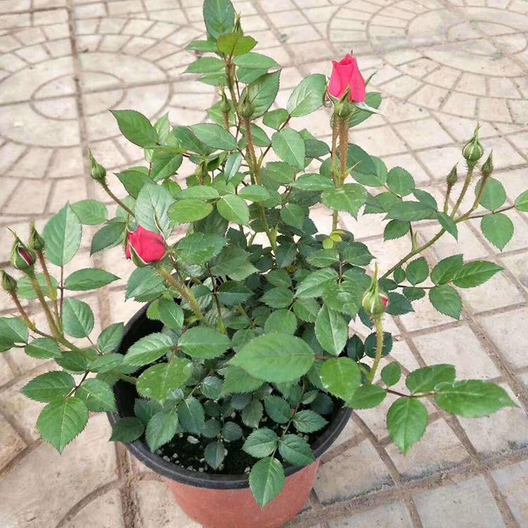欧洲多色月季 基地供应 青州月季花批发