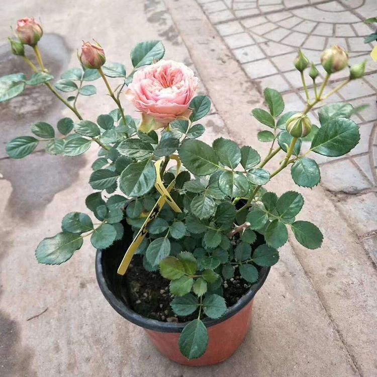 月季花基地 批发优惠 青州欧洲多色月季