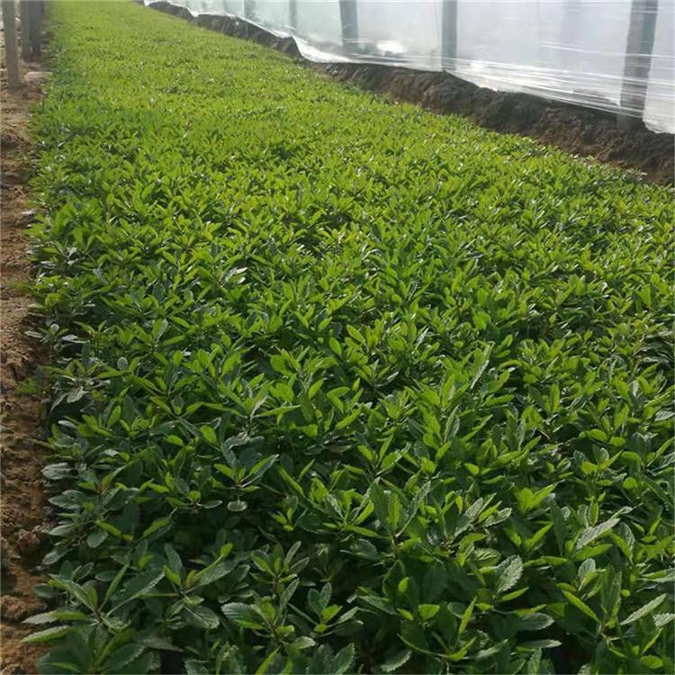 马鞭草小苗种植基地 价格从优 青州马鞭草小苗