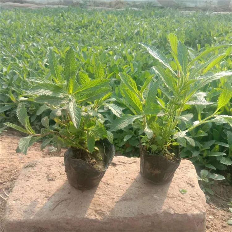 马鞭草杯苗 现货供应 马鞭草杯苗报价