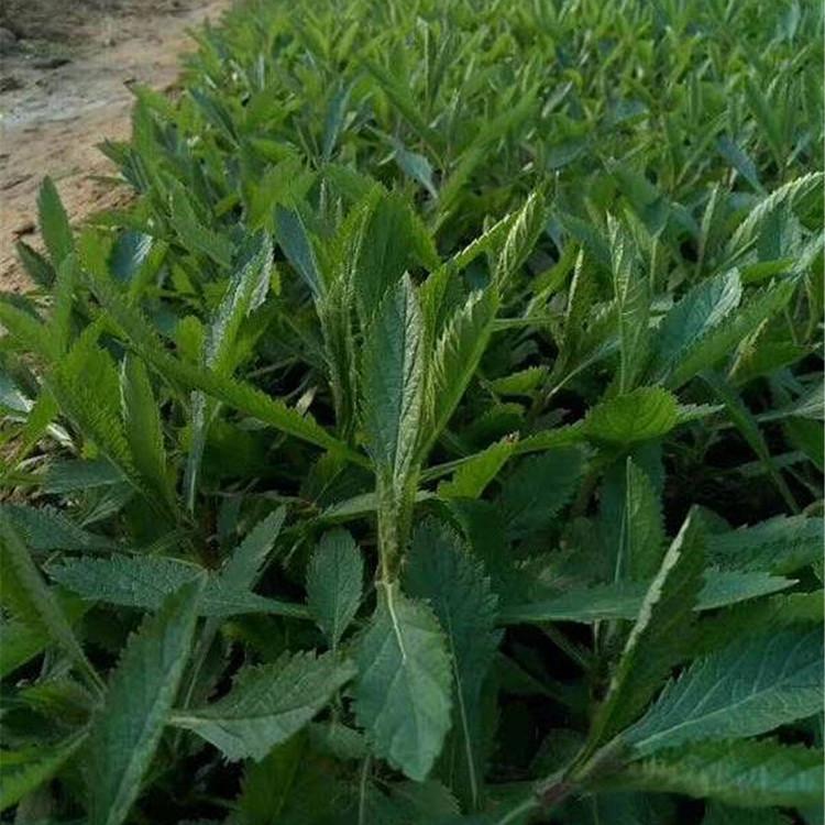 柳叶马鞭草 现货供应 柳叶马鞭草价格